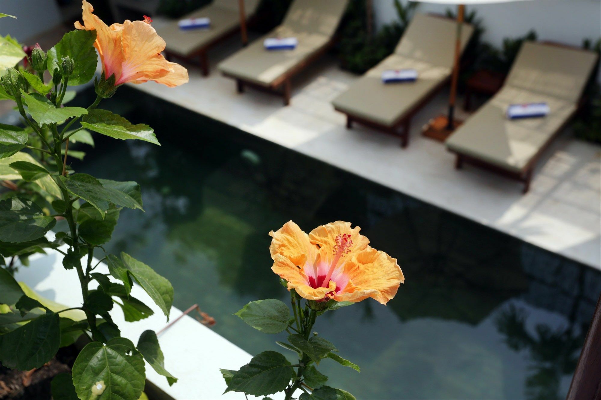 Sam So Boutique Villa Сием Реап Екстериор снимка